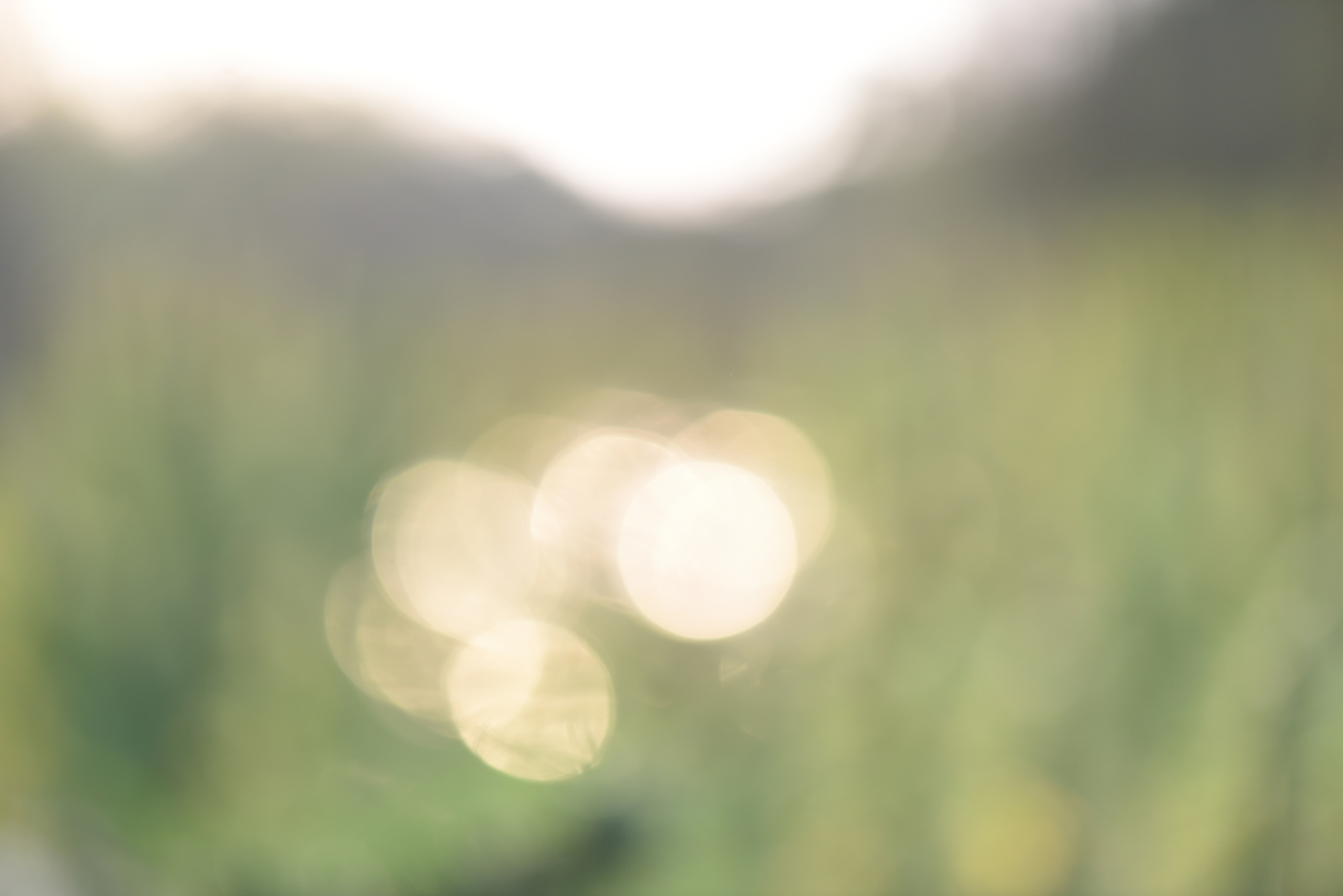 Field blurred plant background with solar flares